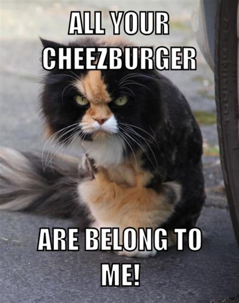 cheezburger memes|funny cheezburger memes.